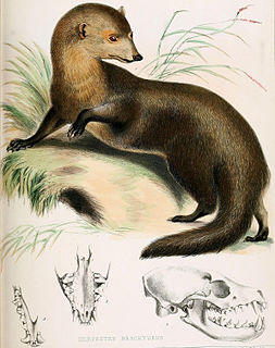 Short-tailed mongoose Species of mongoose from Southeast Asia