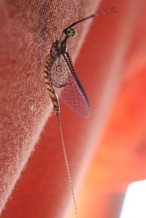 <i>Hexagenia limbata</i> Species of mayfly