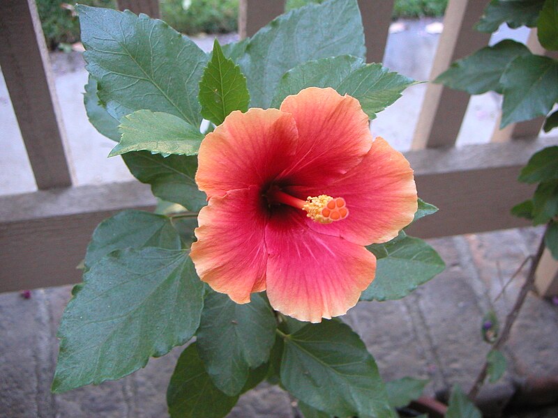 File:Hibiscus-Orange1.jpg