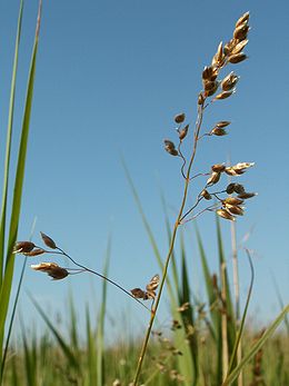 Kvapioji stumbražolė (Hierochloe odorata)