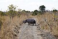 * Nomination Adult hippopotamus (Hippopotamus amphibius capensis) in savannah, Kafue Nat'l Park, Zambia --Tagooty 01:03, 18 July 2023 (UTC) * Promotion  Support Good quality. --Fabian Roudra Baroi 03:00, 18 July 2023 (UTC)