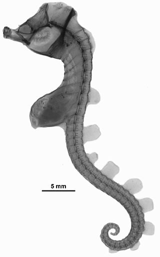<i>Hippocampus paradoxus</i> Species of fish