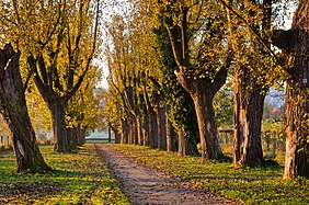 English: Allée in the botanical garden of the University of Hohenheim in the landscape protection area "Das ganze Körschtal", Stuttgart, Germany. Deutsch: Allee im botanischen Garten der Universität Hohenheim, Landschaftsschutzgebiet "Das ganze Körschtal", Stuttgart.