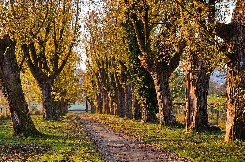 File:Hohenheim botanical garden allee 2013 01.jpg