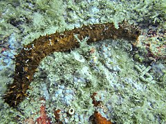 Holothuria tubulosa.jpg