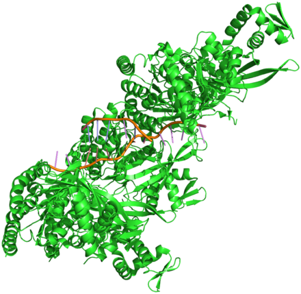Figure 7. Crystal structure of a RecA protein filament bound to DNA.[58]  A 3' overhang is visible to the right of center.