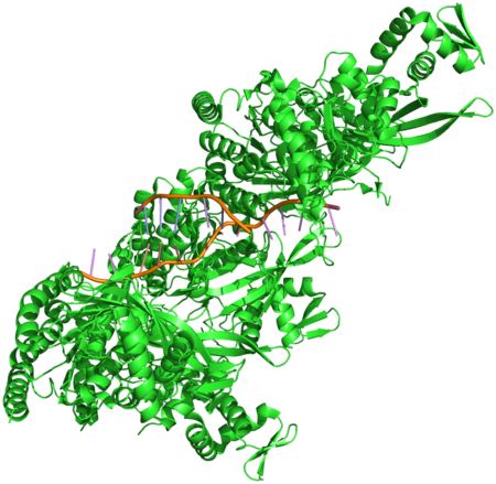 Homologous recombination 3cmt.png