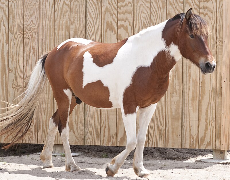 baby pinto horses