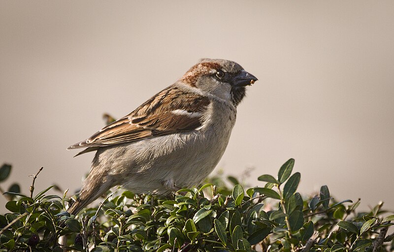 File:House sparrow (49514656093).jpg