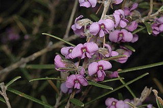 <i>Hovea rosmarinifolia</i> species of plant