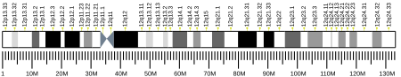 ไฟล์:Human chromosome 12 ideogram.svg