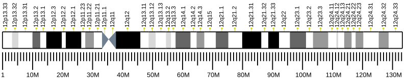 Файл:Human chromosome 12 ideogram.svg