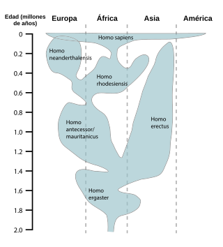 Esquema de la evolución humana