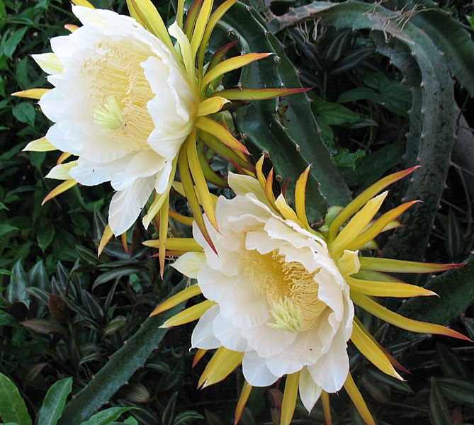 File:Hylocereus costaricensis.jpg