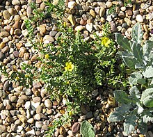 Hypericum aegypticum can have a busy or spreading growth pattern. Hypericum aegypticum (Overhead, in rocks).jpg