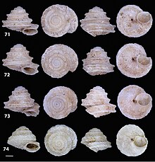 Four different shells of Hystricella aucta, each photographed from four different angles, disposed in a four by four grid. The shells are white and form an ascending spiral.