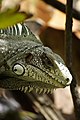 Head of wild iguana in Guadeloupe - French West Indies