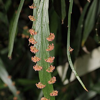 Phylloclade flattened, photosynthesizing plant shoot