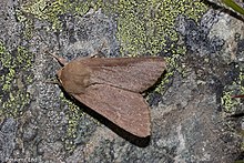 Ichneutica nullifera, deep fawn forewing colouration Ichneutica nullifera 107565818.jpg