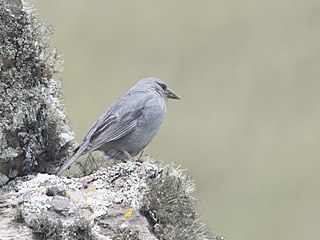 <span class="mw-page-title-main">Boulder finch</span> Species of bird