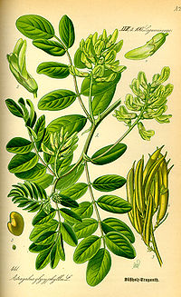 Illustration_Astragalus_glycyphyllos0.jpg