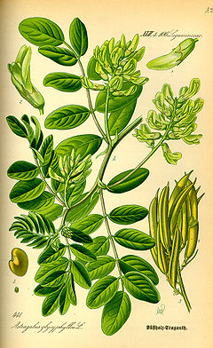 Description de l'image Illustration Astragalus glycyphyllos0.jpg.