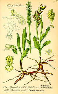 Illustration_Platanthera_viridis0.jpg