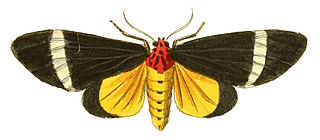 <i>Caryatis phileta</i> Species of moth