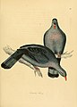 Illustrations of ornithology (Color Plate 98) (7748039872).jpg