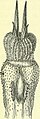 Image from page 667 of "On the anatomy of vertebrates (electronic resource)" (1866) (14750973035).jpg