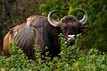 Indian Bison (Gaur) by N. A. Naseer.jpg