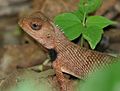 Indian Garden Lizard (Calotes versicolor) W2 IMG 0163.jpg