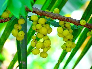 আমলকী: বর্ণনা, বিস্তার, চিকিৎসা-গবেষণা