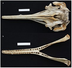 Inia araguaiaensis cranium & mandibula PLoS ONE.jpg