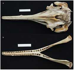 Kranie og underkæbe af artens holotype.