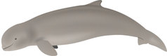 Irrawaddy Dolphin