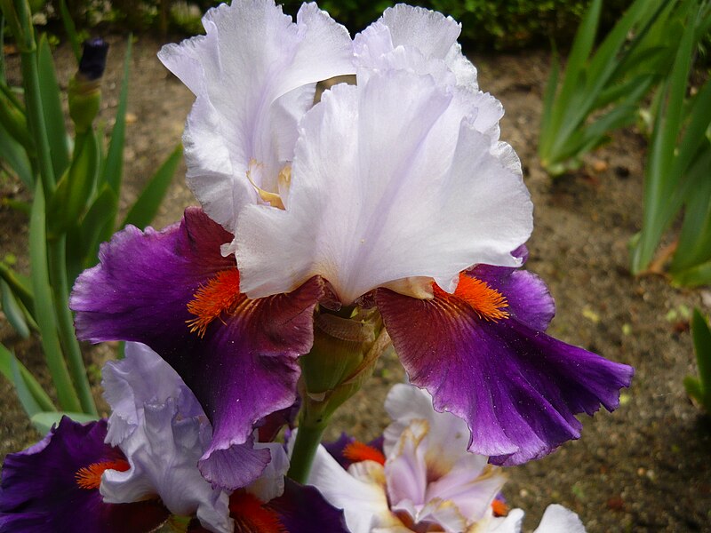 File:Iris 'Sharpshooter'.jpg