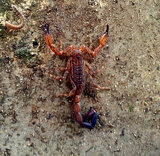 <i>Reddyanus besucheti</i> Species of scorpion