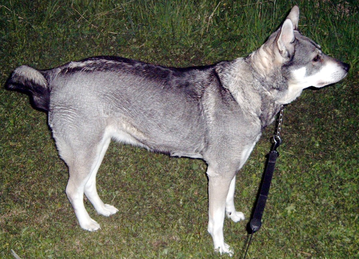 Chien d'attelage — Wikipédia