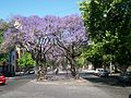 Español: Diagonal 73 en primavera, donde se aprecian los árboles de Jacarandá.