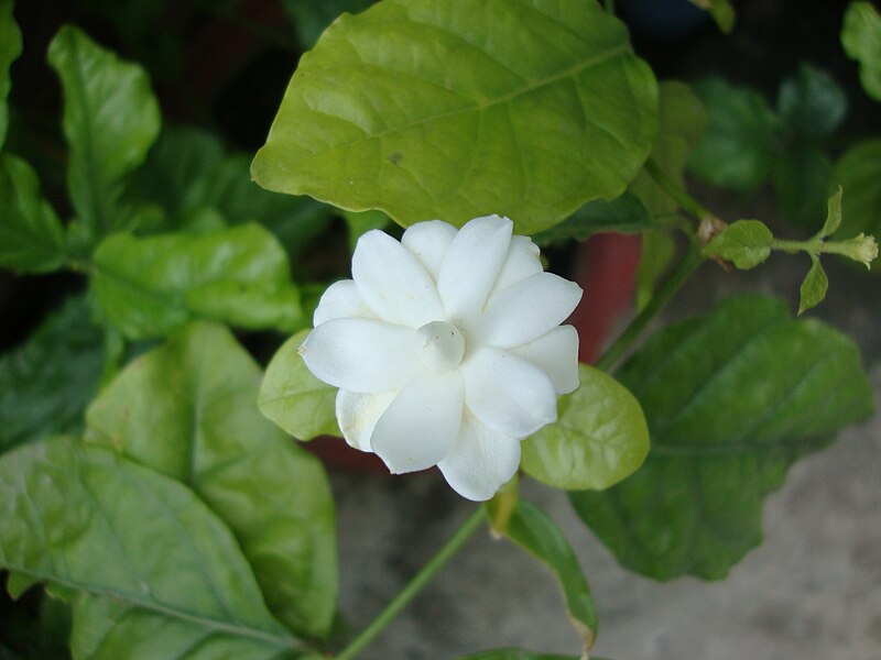 File:Jasminum sambac (3).JPG