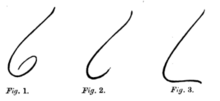 A 1886 sketch by Joseph Jacobs that illustrates the degrees of "Jewishness" of a nose Jewish 6.png