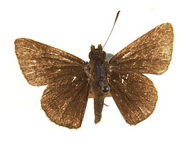 Aeromachus jhora