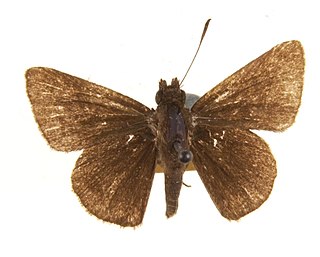 <i>Aeromachus jhora</i> Species of butterfly