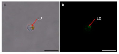 Lipid-angereicherte Tröpfchen (LD) in den RSCs von A. anophagefferens Stamm CCMP1984 (Pfeile); Balken 10 µm.[1]