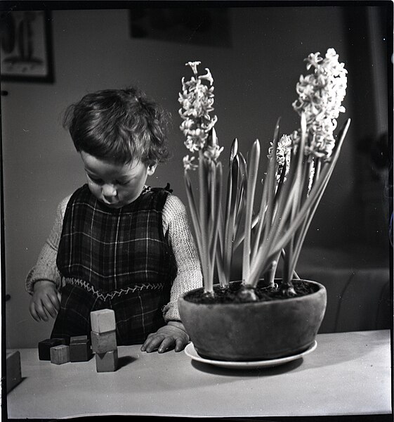 File:Jong kind speelt met blokken op tafel een bloempot met bloeiende hyacinten PK-F-A.03167F.jpg