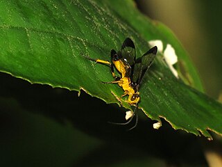 <i>Joppa</i> (wasp) Genus of wasps