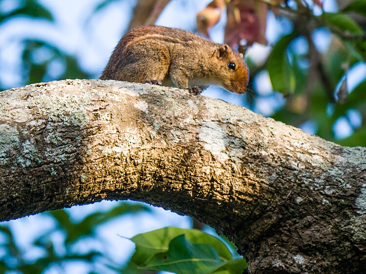 Jungle Striped Squirrel - Funambulus tristriatus.jpg