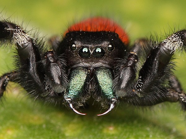 A Phidippus johnsoni jumping spider's fangs