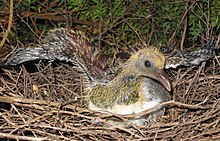 grey and yellow downy chick